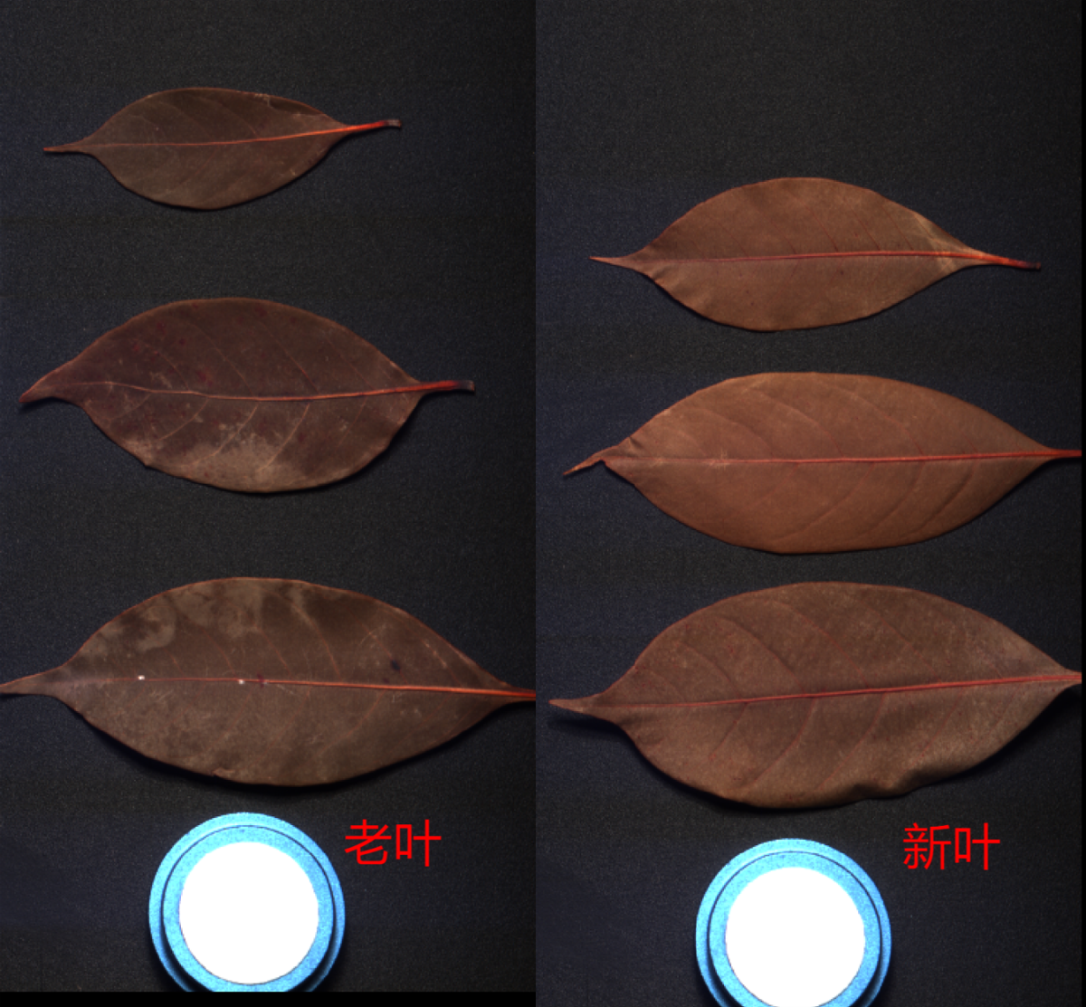 20251107135728968741.png 图片3.png